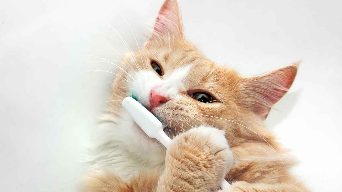 Attention : Remplacez votre brosse à dents à temps et évitez les infections