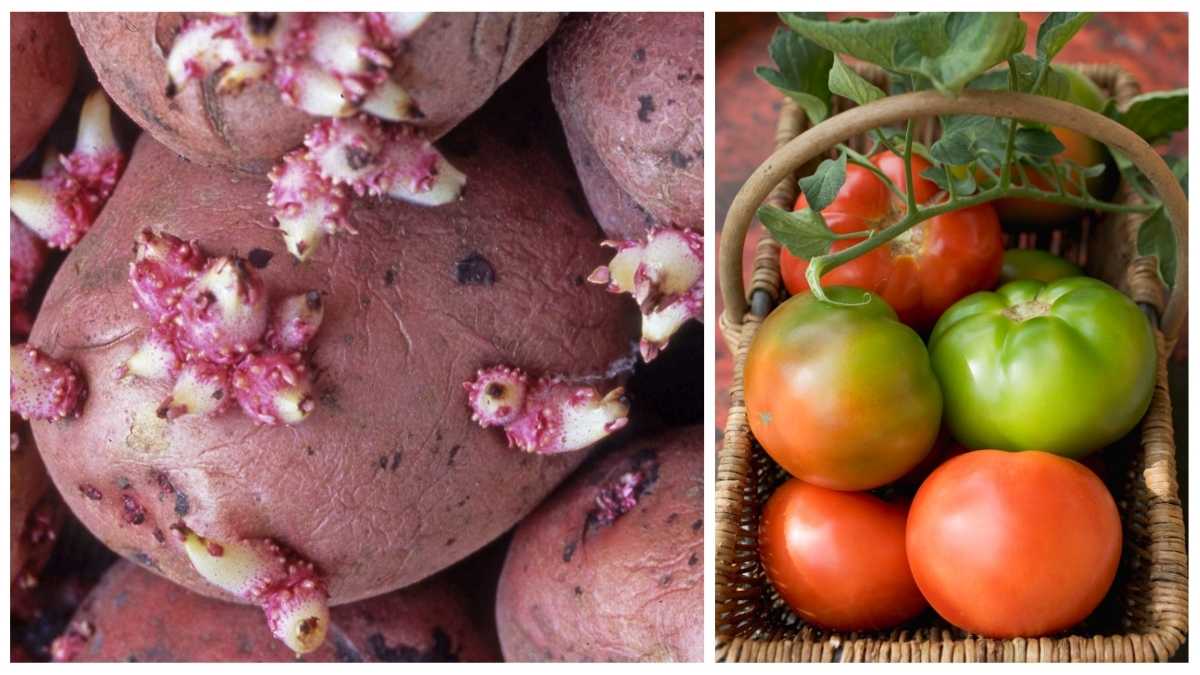 Les pommes de terre germées et les tomates non mûres vraiment toxiques ?