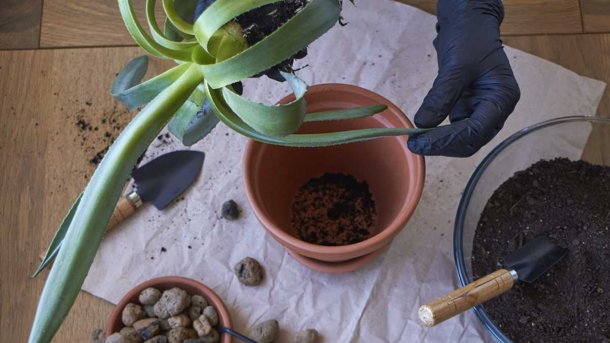 Aloe vera: entretien et arrosage pour une croissance majestueuse !