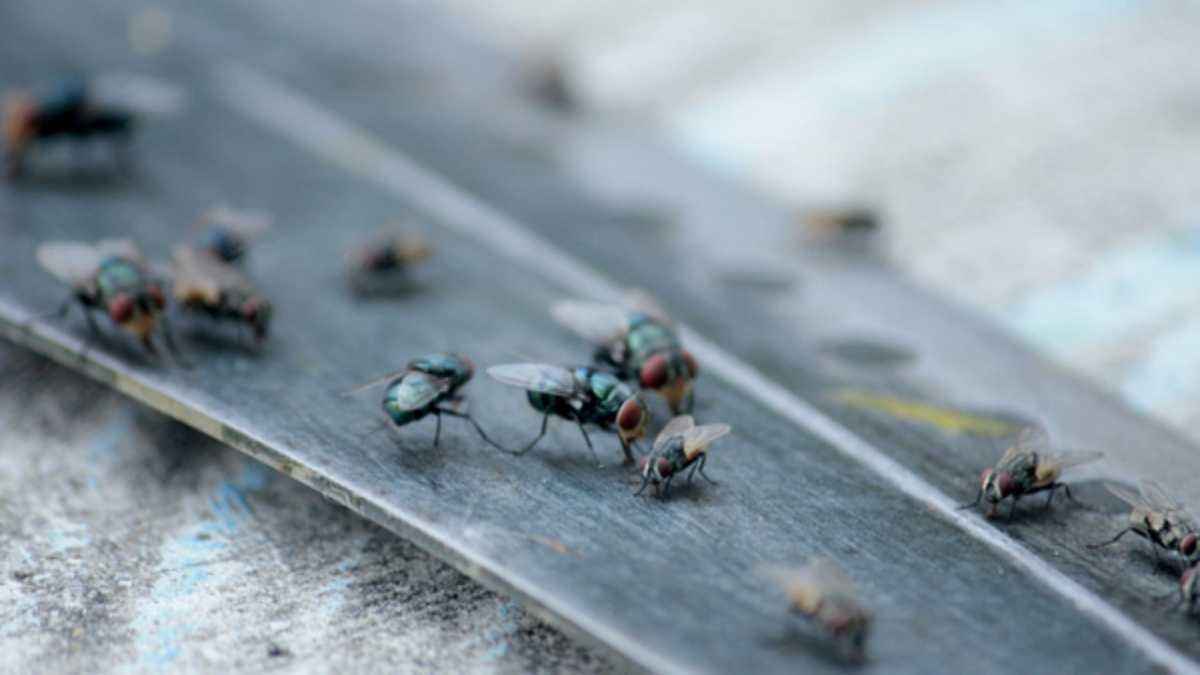 Comment éliminer les mouches pour ne plus être dérangé ?