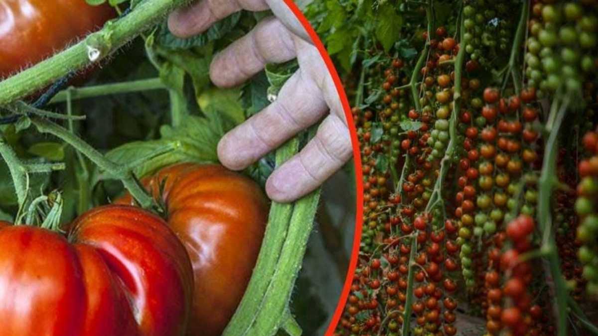 Des tomates géantes dans votre jardin : une cuillerée de cet ingrédient suffit. Les jardiniers le recommandent !