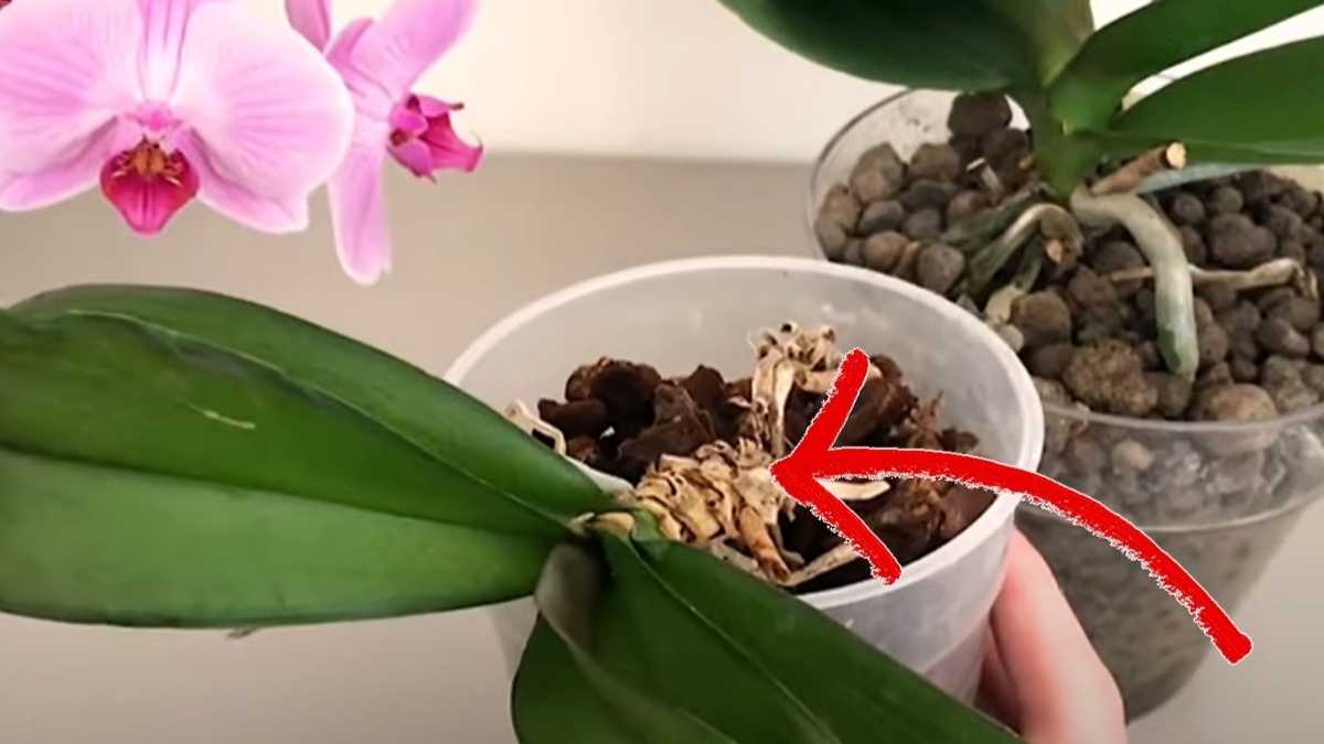 Orchidée aux racines sèches ? Ne la jetez pas ! Voici comment la sauver !