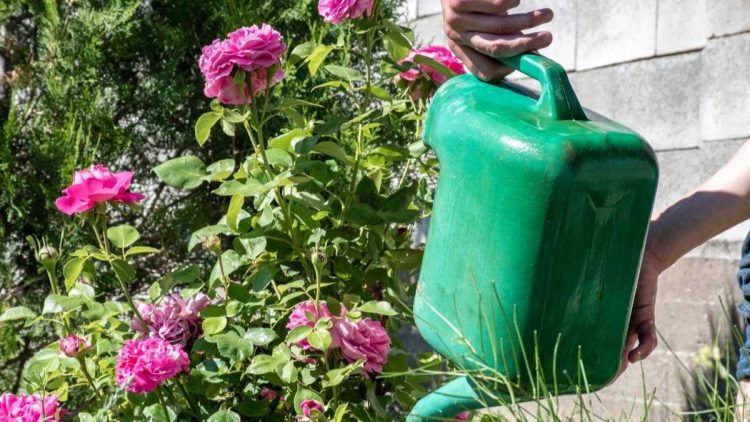 Plantes : oubliez l'eau, arrosez-les plutôt avec ça. Ce qui se passe est miraculeux