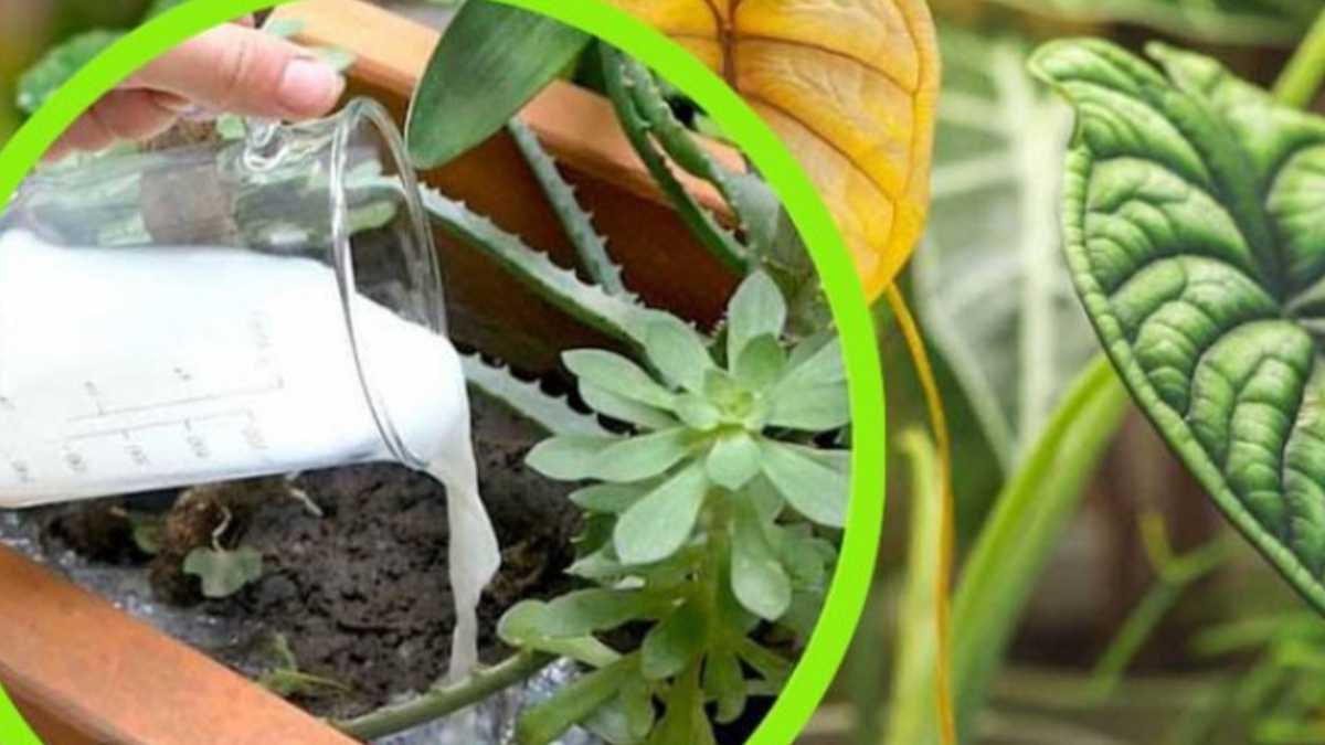 Verser du lait sur les plantes du jardin : l'extraordinaire astuce des agriculteurs