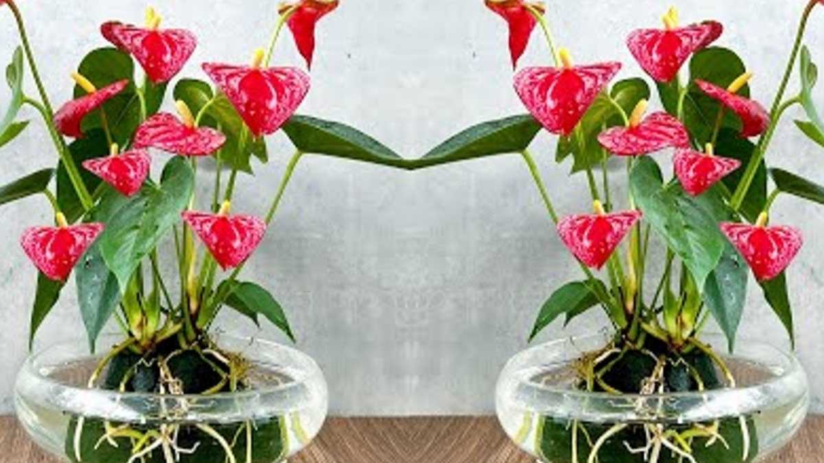 Anthurium rouge : cultivez-le de cette façon pour qu'il soit toujours en fleurs et que ses feuilles soient brillantes !