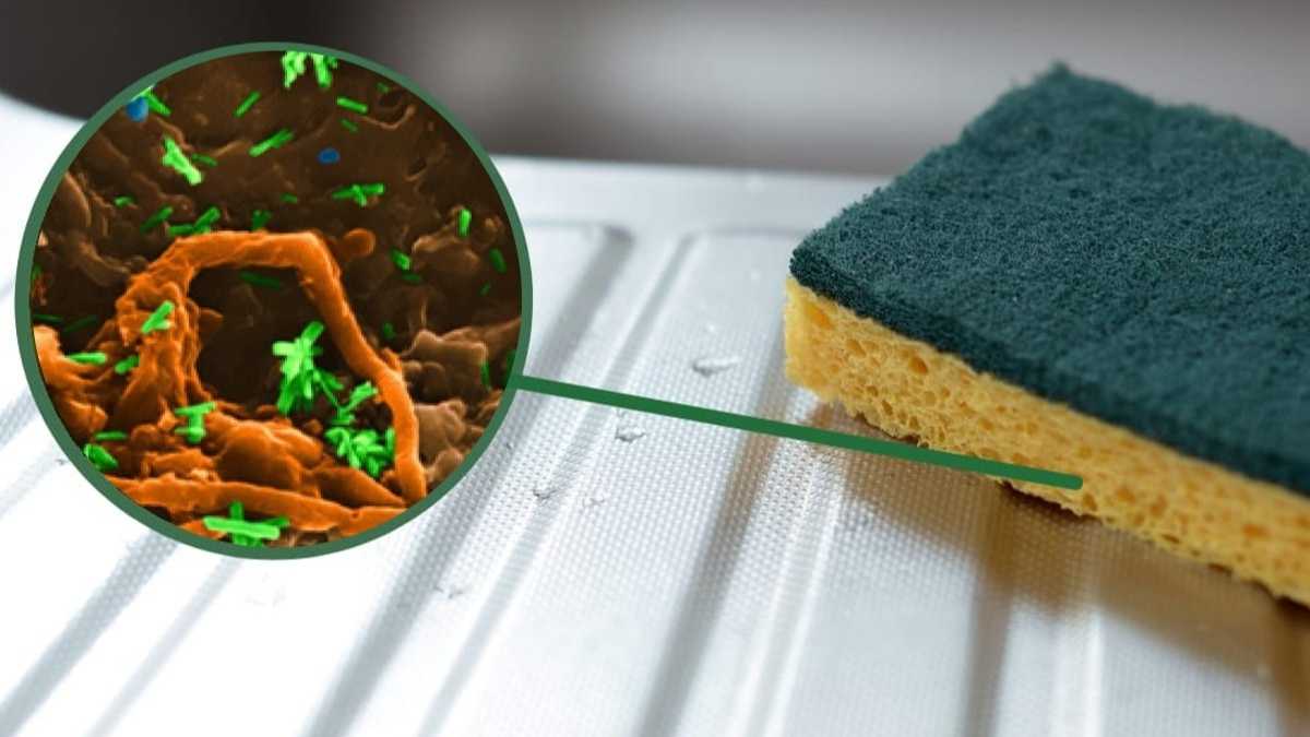 Eponges vaisselle: un vrai nid à bactéries, voici une alternative plus hygiénique