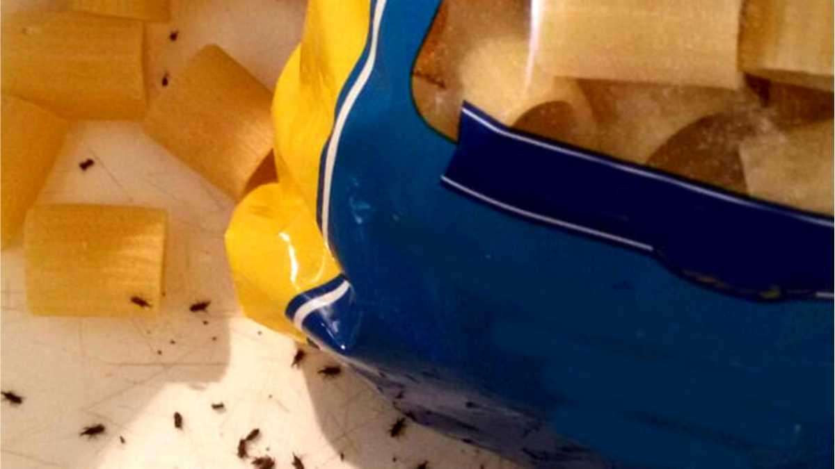 Insectes dans les paquets de pâtes : comment les éliminer du garde-manger ?