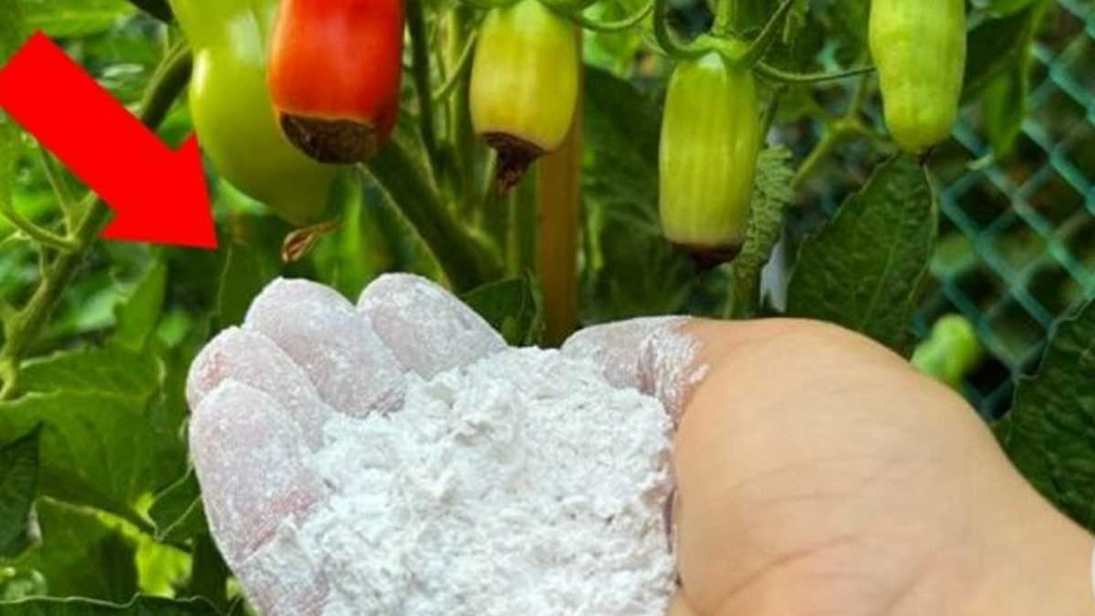 Mettez-le immédiatement dans votre potager si vos plants de tomates ressemblent à ça