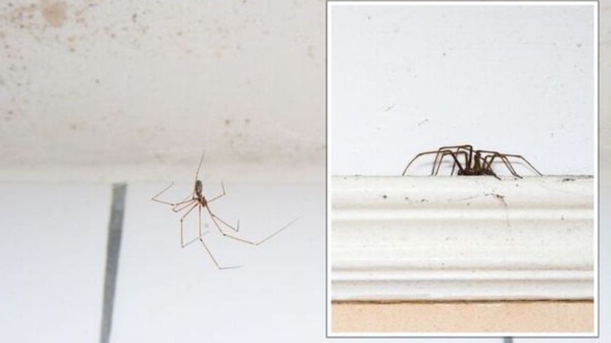 3 astuces efficaces pour éloigner les araignées de votre maison de façon permanente