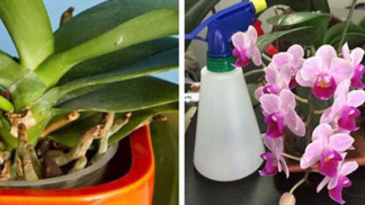Comment faire revivre des orchidées avec 3 astuces simples ?