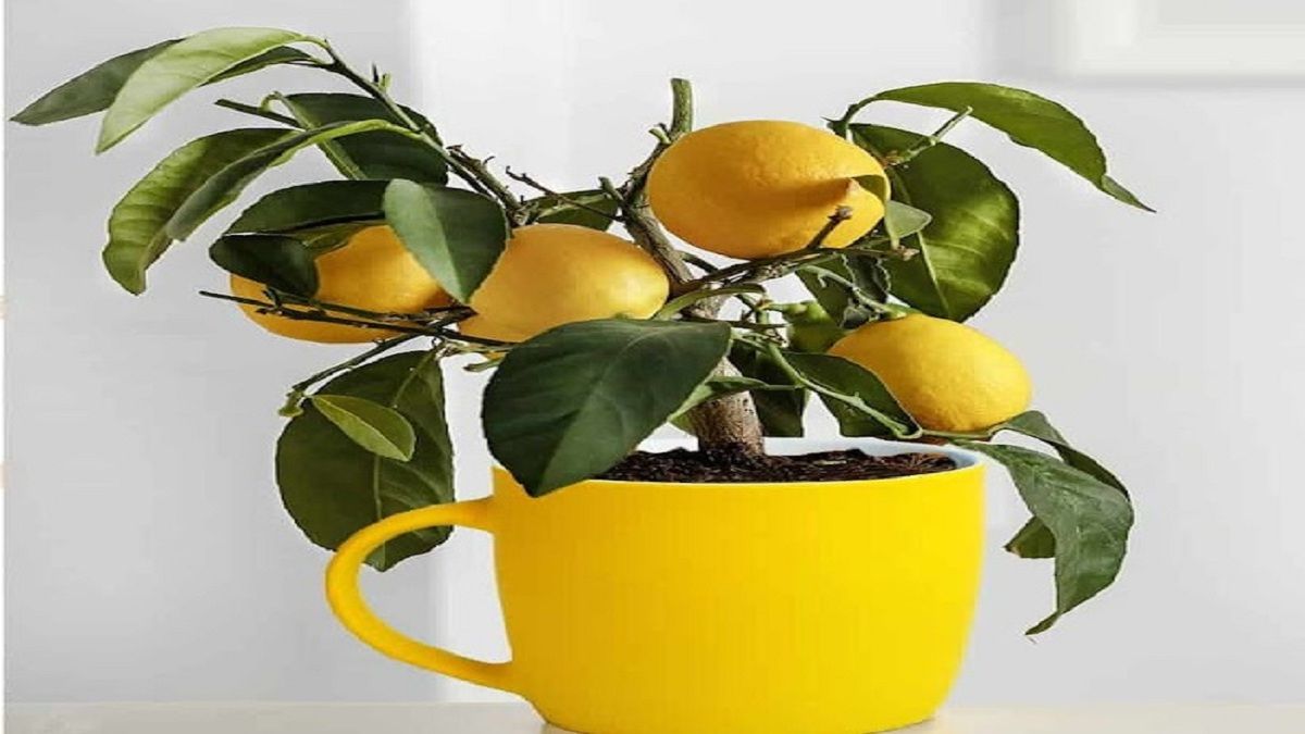 Comment faire pousser du citron dans une tasse de thé ?