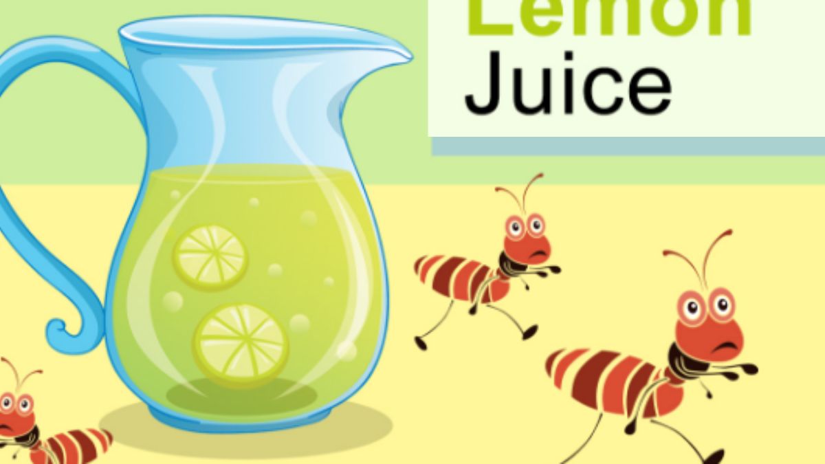 Techniques infaillibles pour se débarrasser définitivement des fourmis à l’aide du citron