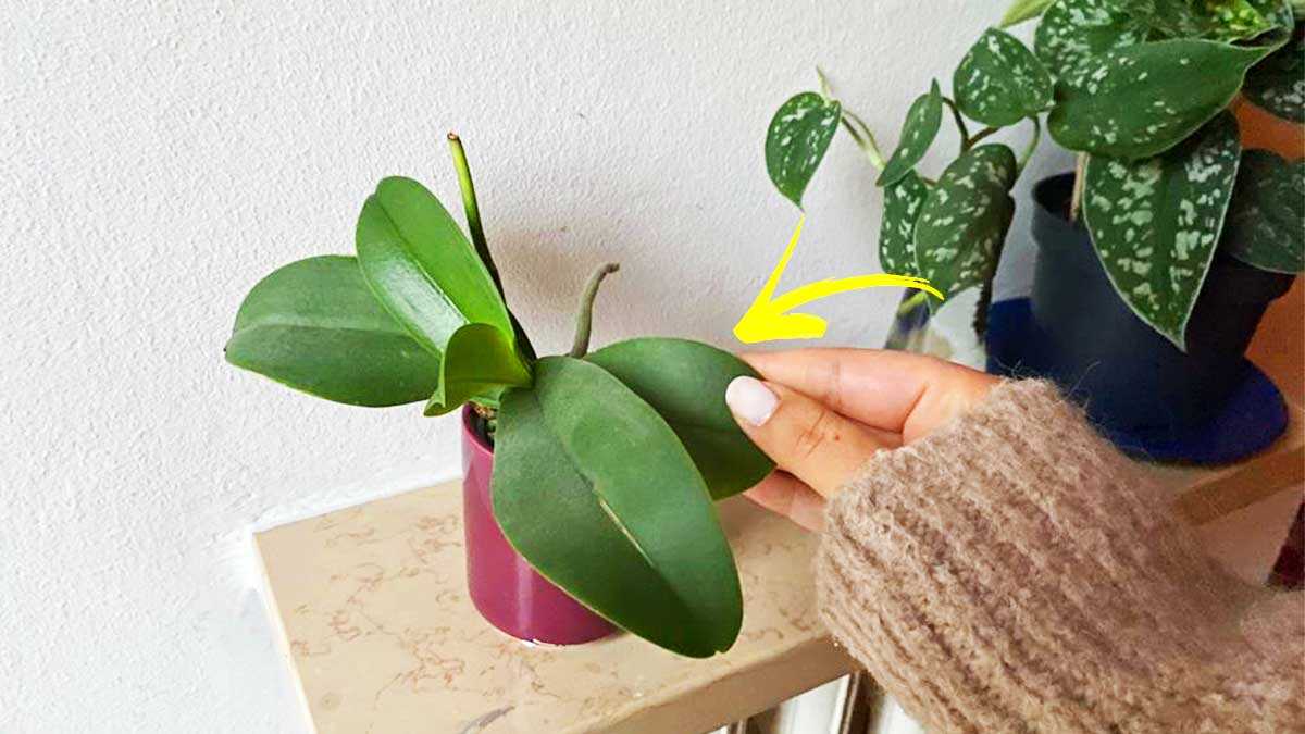 Comment prendre soin de son orchidée quand il fait très froid ?