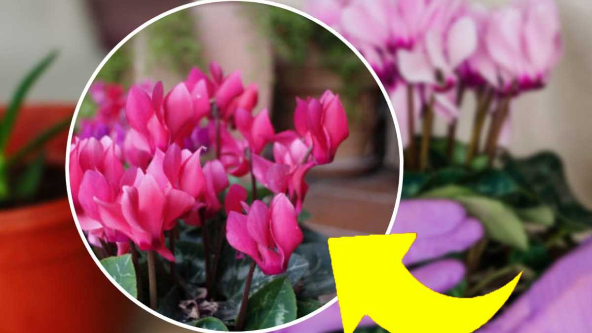 Cyclamen luxuriant : c'est ici qu'il faut le placer | Le secret pour le faire fleurir jusqu'en avril !