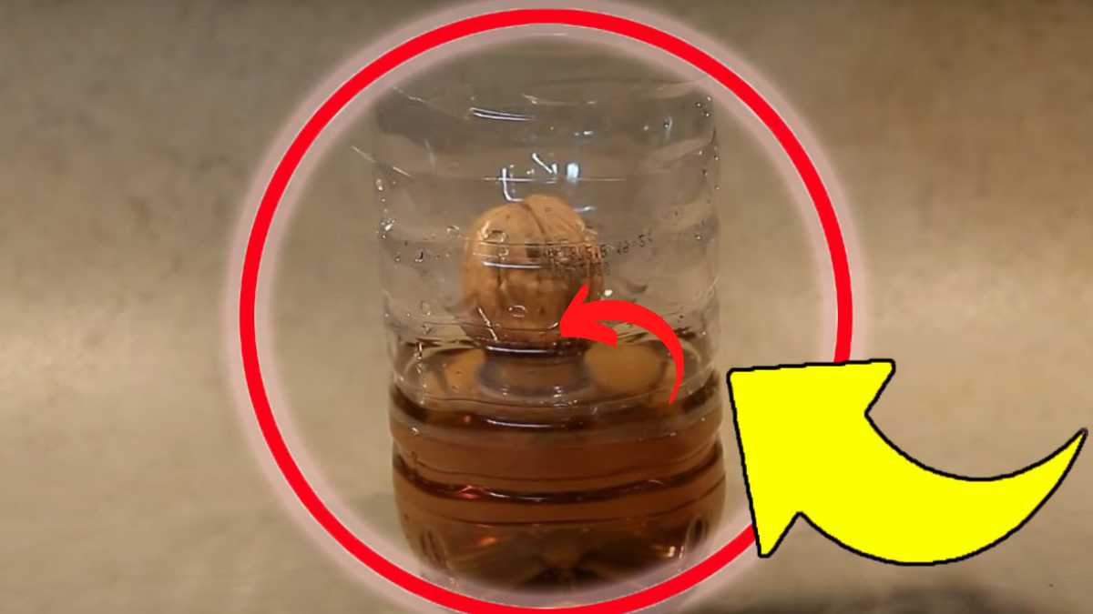 Placez une noix dans une bouteille d’eau pendant une semaine. Vous n’en croirez pas vos yeux !