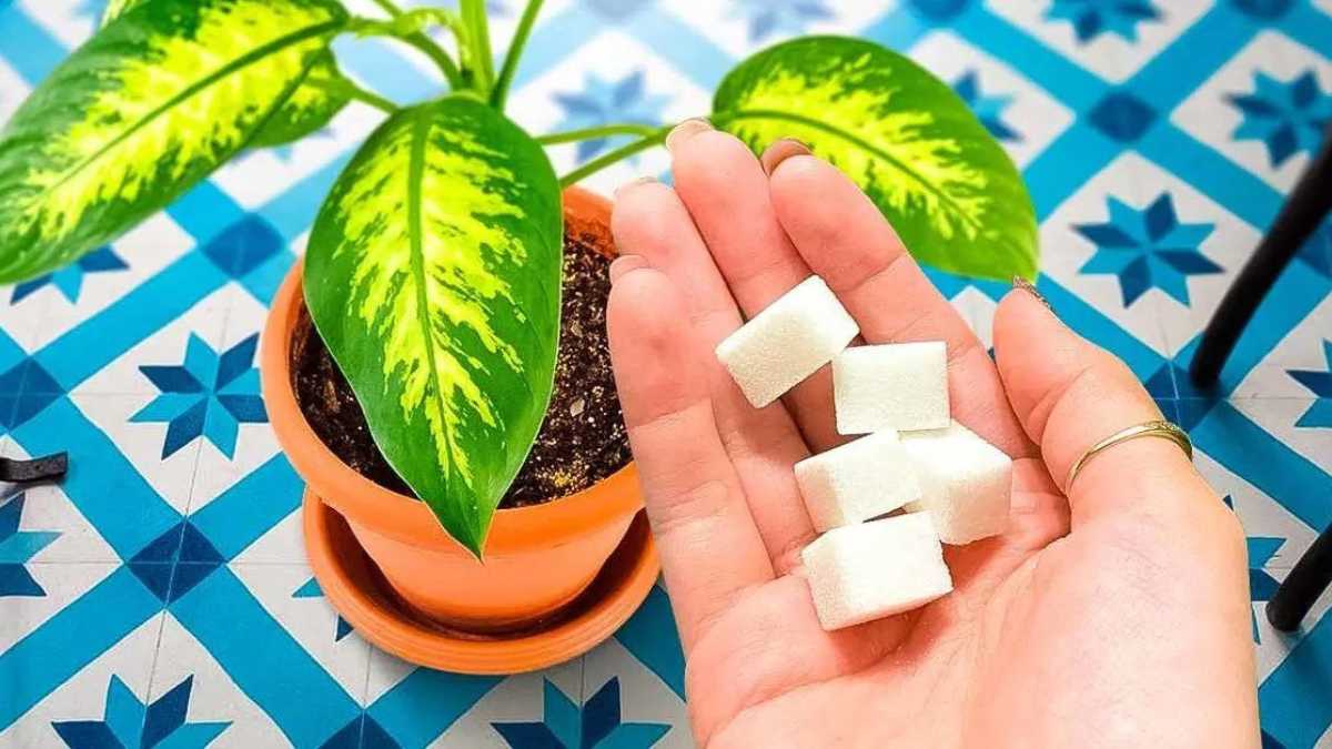 Pourquoi verser du sucre sur les plantes ? Découvrez l’astuce très efficace que tout le monde utilise