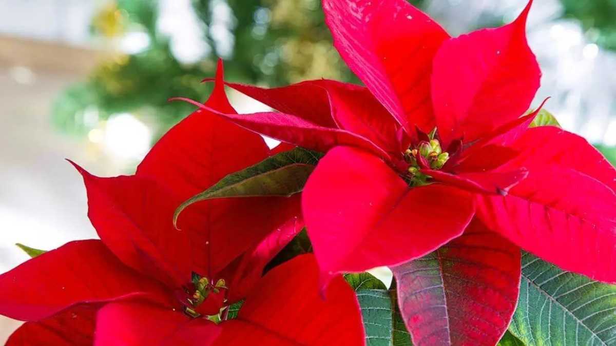 Utilisez cette méthode pour que votre Fleur de Noël ne perde pas ses feuilles