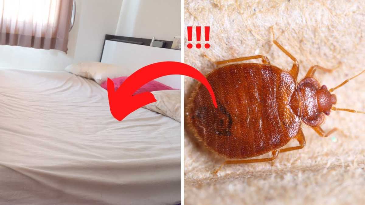 Voici comment vous débarrasser des acariens qui se cachent dans votre lit