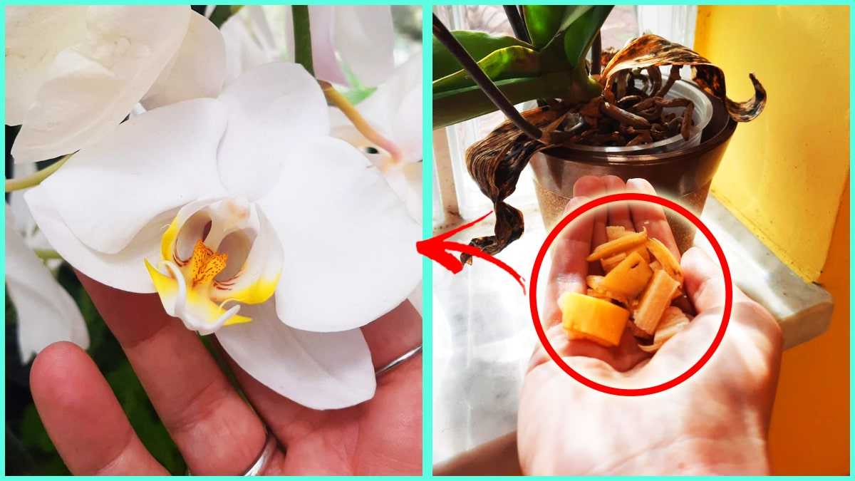 4 + 1 conseils de pépiniéristes pour faire fleurir votre orchidée en mars