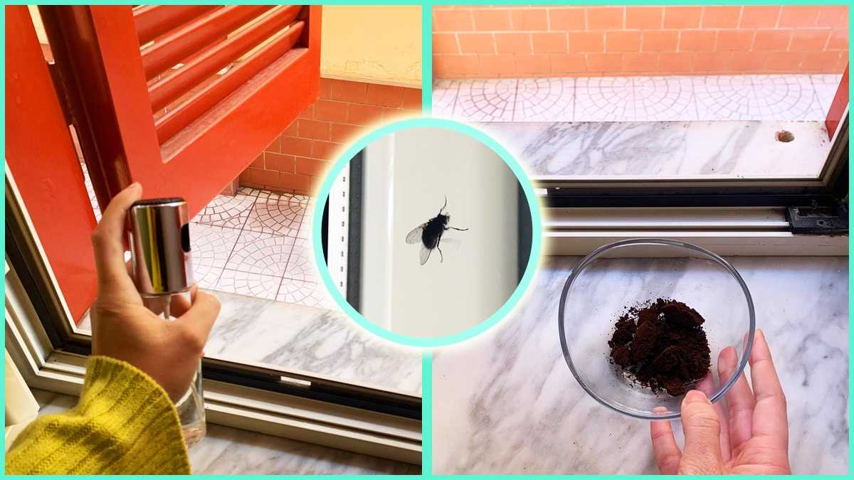 Débarrassez-vous des mouches dans votre maison grâce à des astuces simples et pas chères !