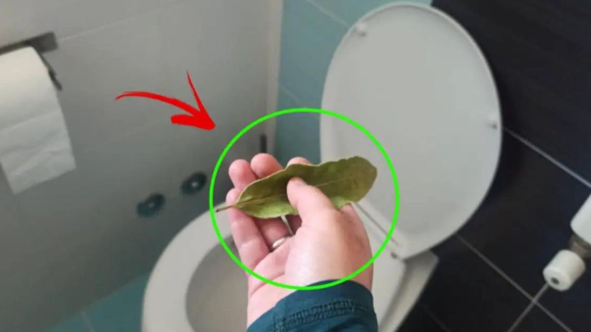 Éliminez les odeurs désagréables de votre salle de bain grâce à une feuille de laurier