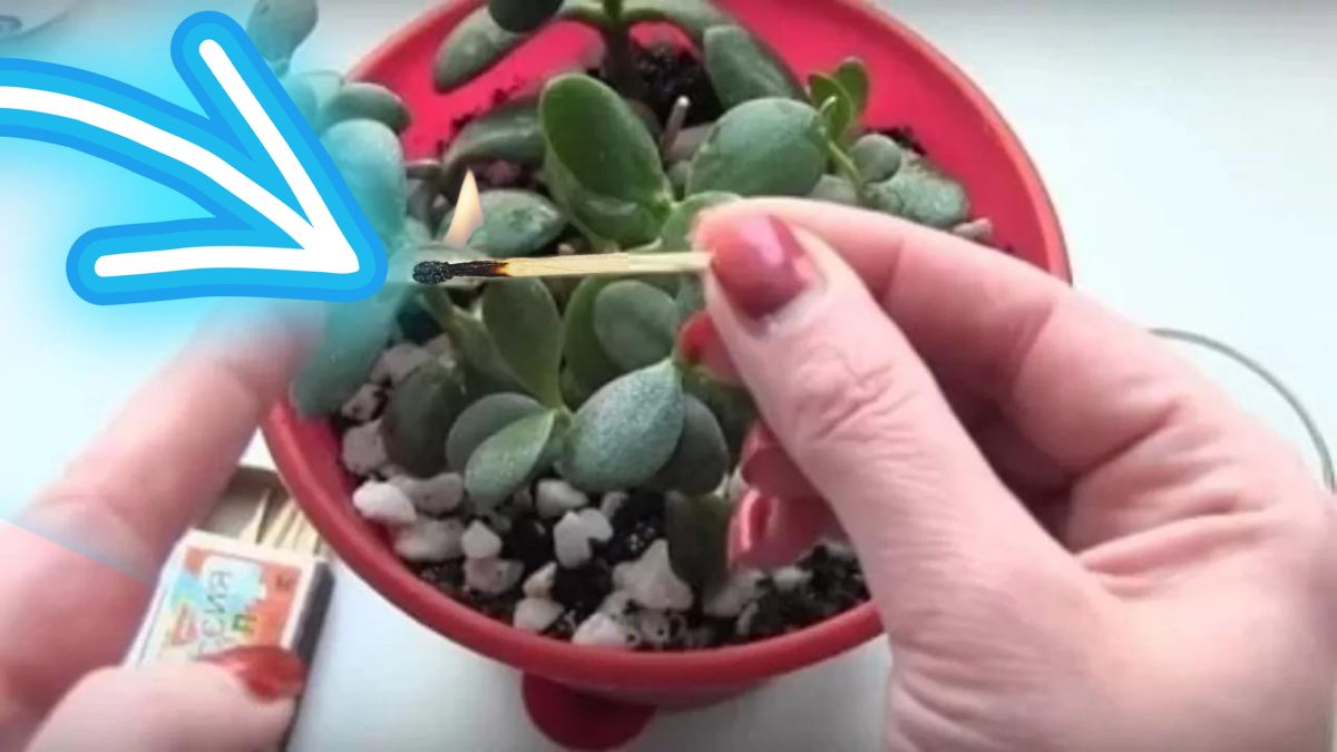 Le secret des allumettes pour des plantes saines : découvrez comment les utiliser !