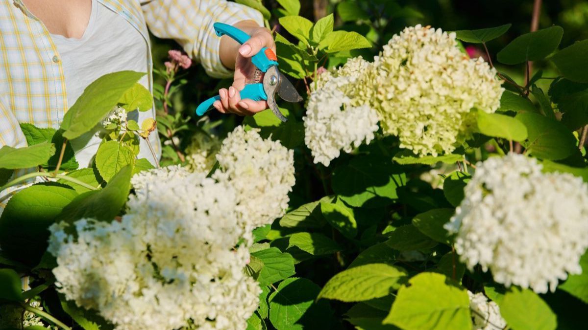 Les petites erreurs sur les hortensias qui favorisent la floraison des fleurs réduites