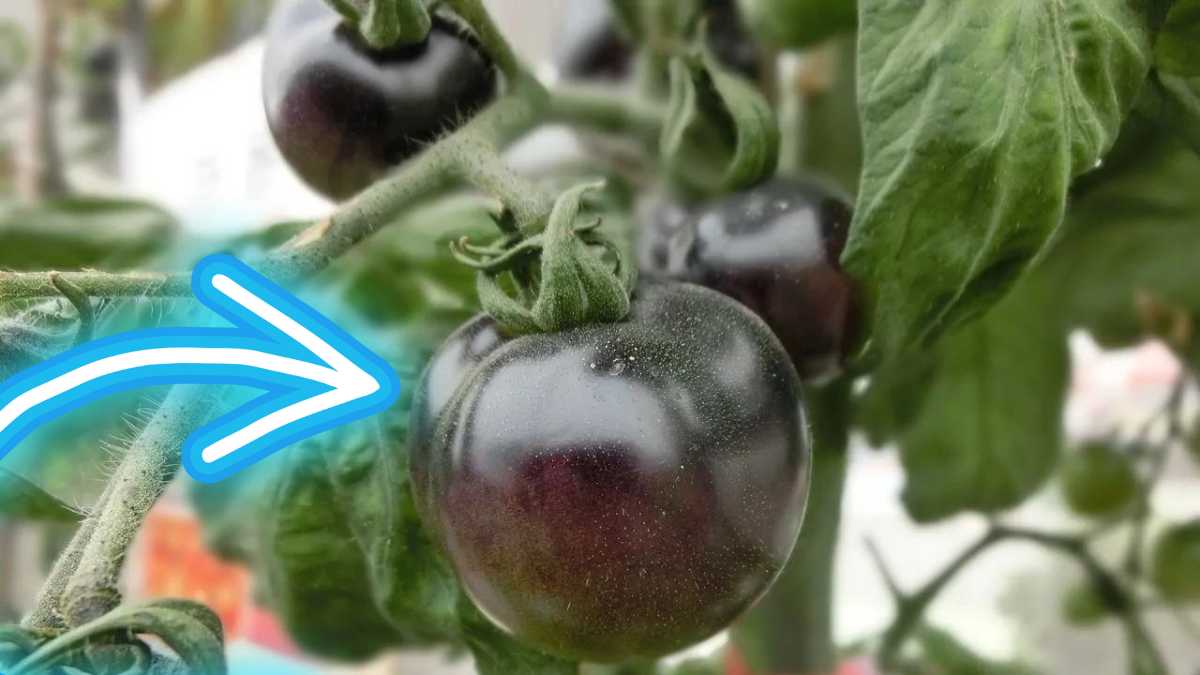 Tomates Noires : La Nouvelle Superstar de la Nutrition ? Découvrez la Vérité !