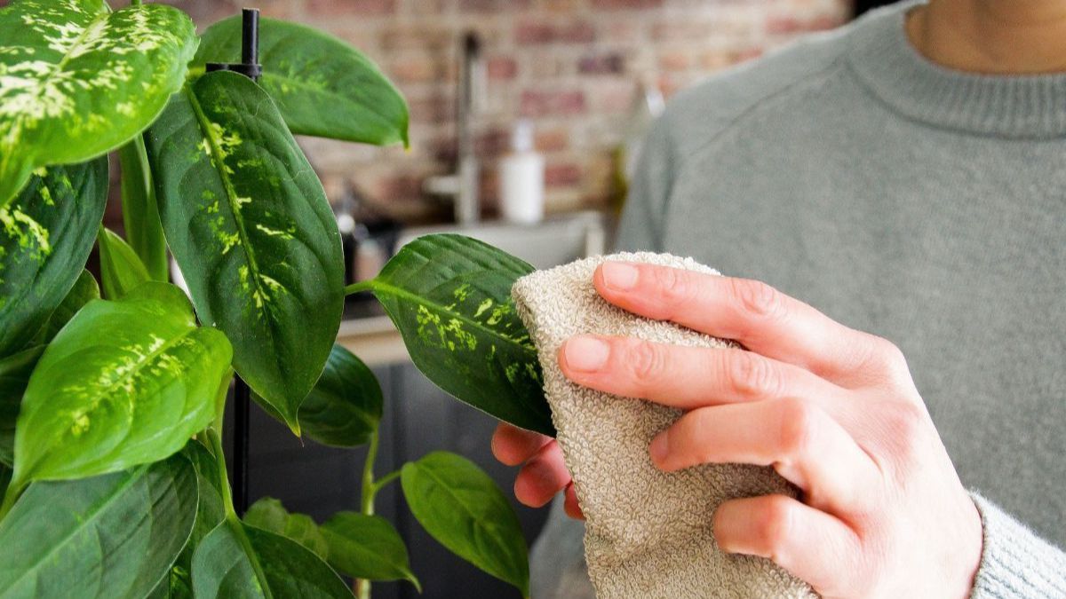 Voici des plantes d’intérieur qui vous permettent de débarrasser des toxines et de la poussière