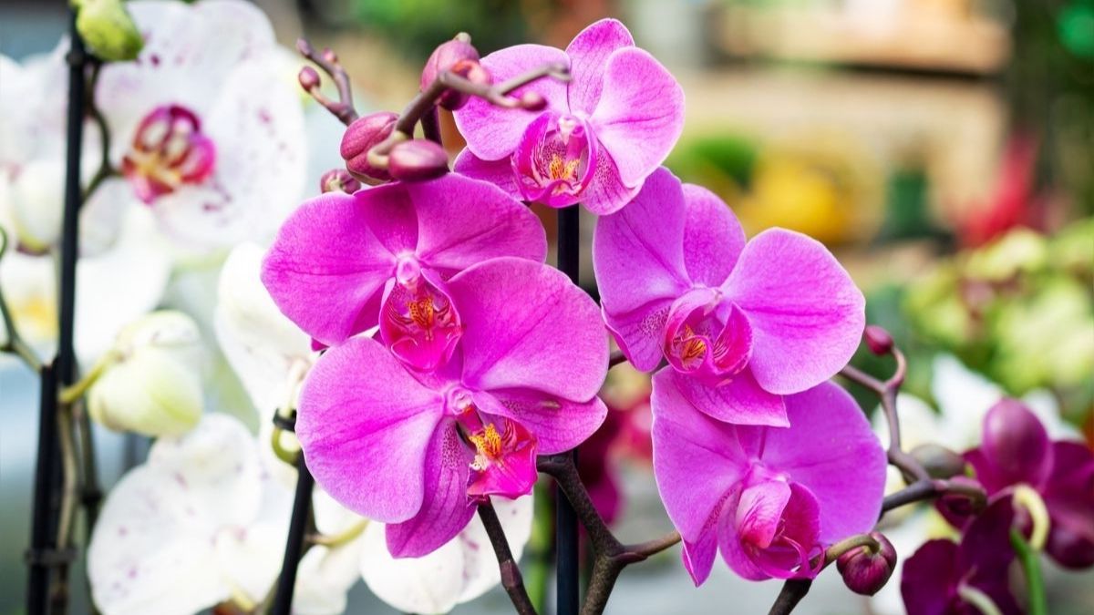 4 étapes pour faire refleurir et repousser ses orchidées