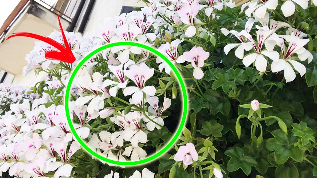 5 conseils pour faire fleurir vos plantes au printemps
