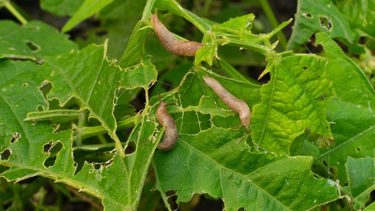 6 astuces naturelles et efficaces pour éloigner les limaces de votre jardin