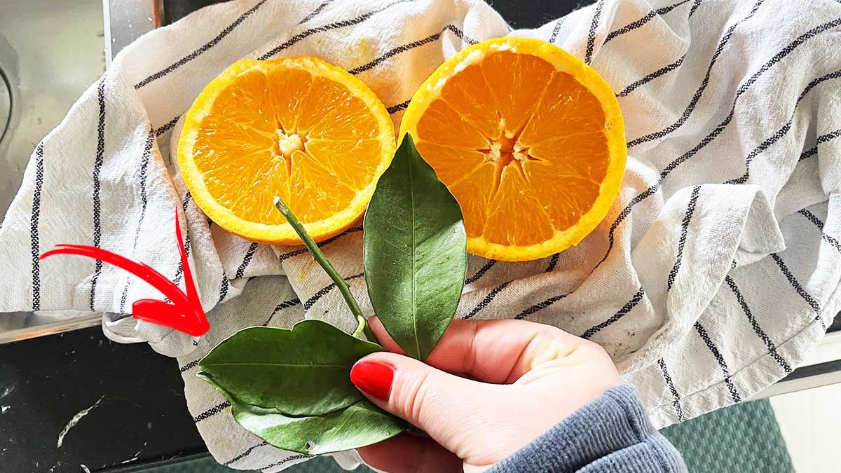 6 bonnes raisons de ne pas jeter les feuilles d’oranger