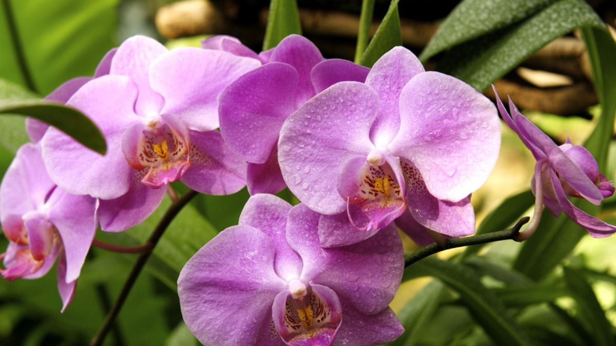 Astuces clés pour entretenir et faire refleurir une orchidée