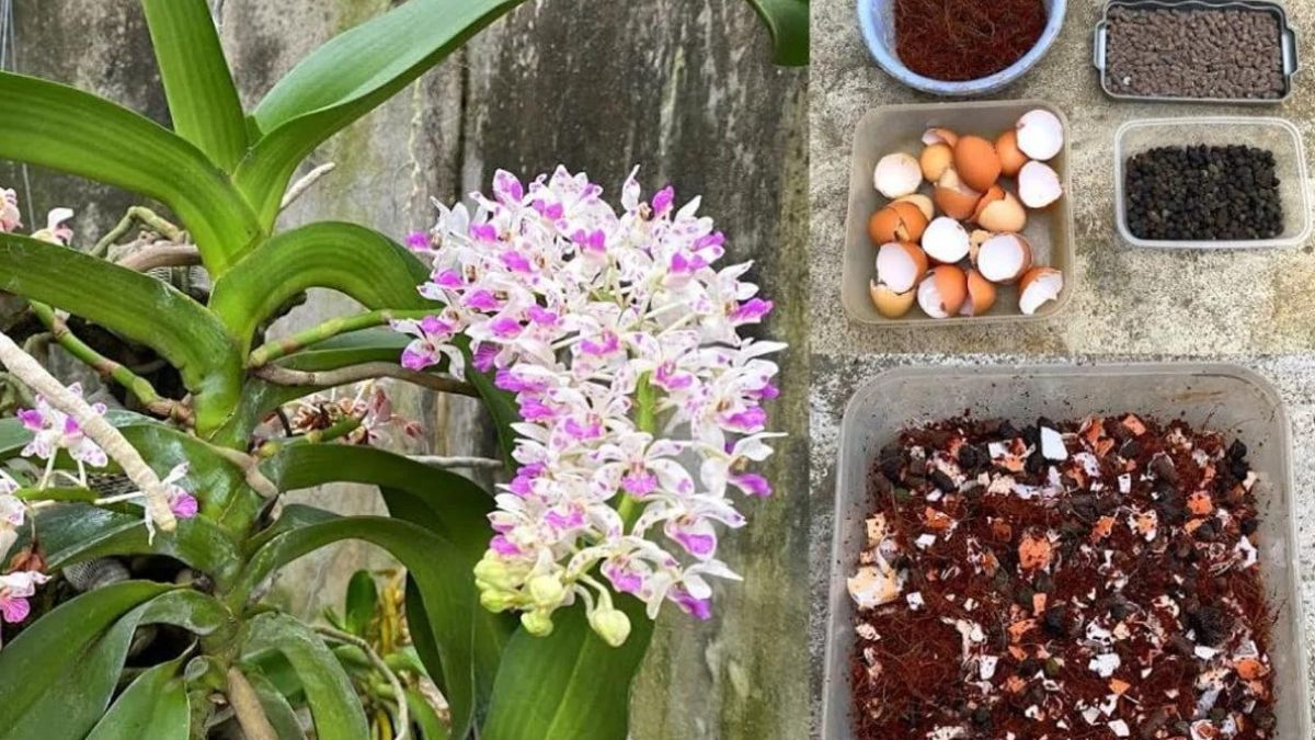 comment-faire-du-substrat-pour-orchidee