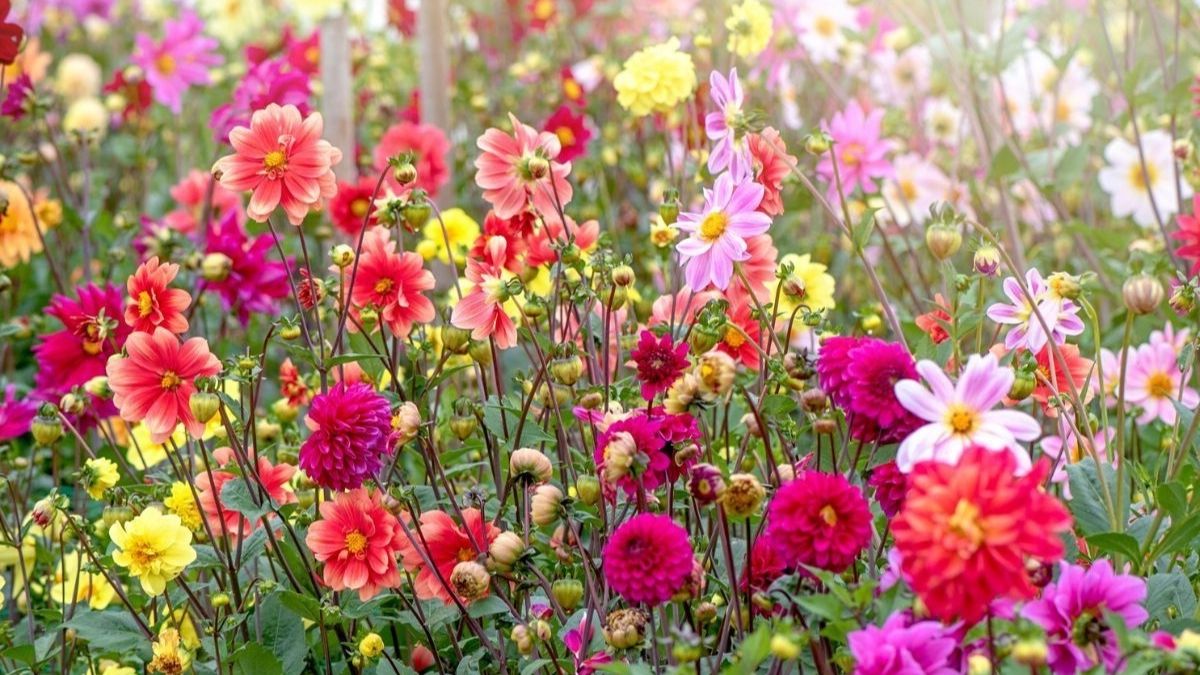 Cultivez ces incroyables fleurs et réjouissez-vous de votre investissement