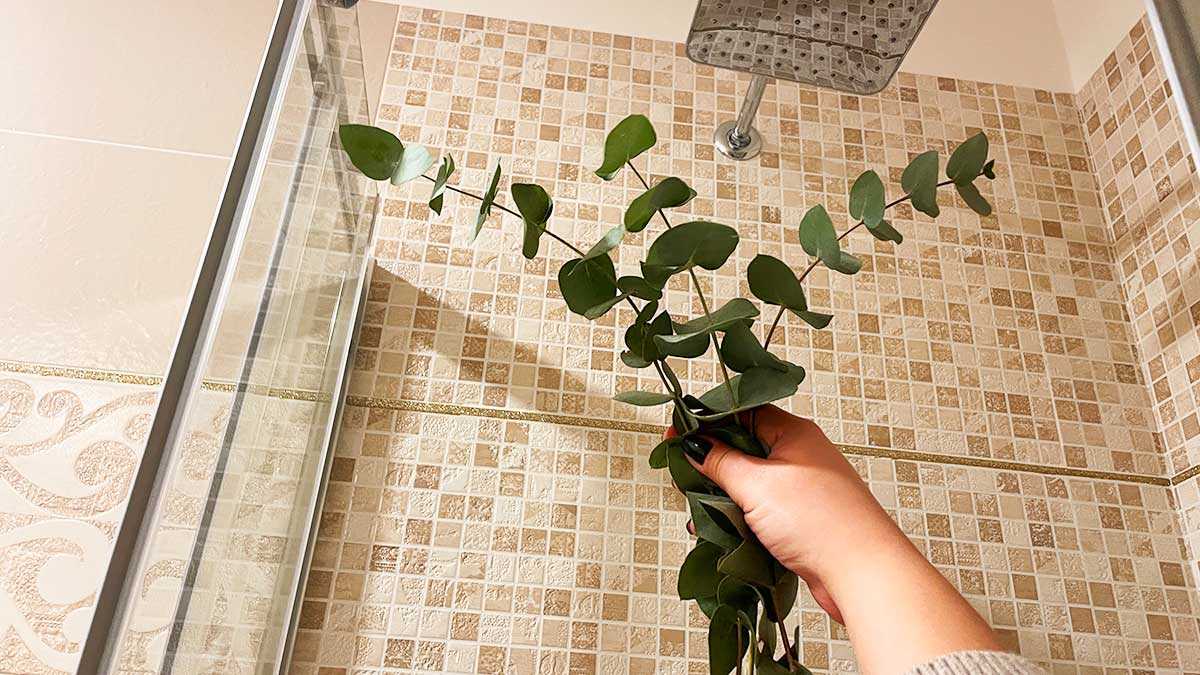 Découvrez cette astuce naturelle à l’eucalyptus pour prendre une douche relaxante !