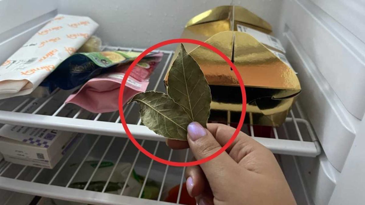 Laissez les feuilles de laurier au réfrigérateur pendant la nuit