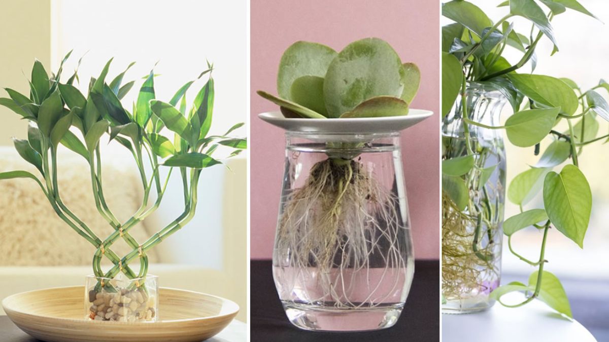 Plantes que vous pouvez conserver dans des pots remplis d’eau