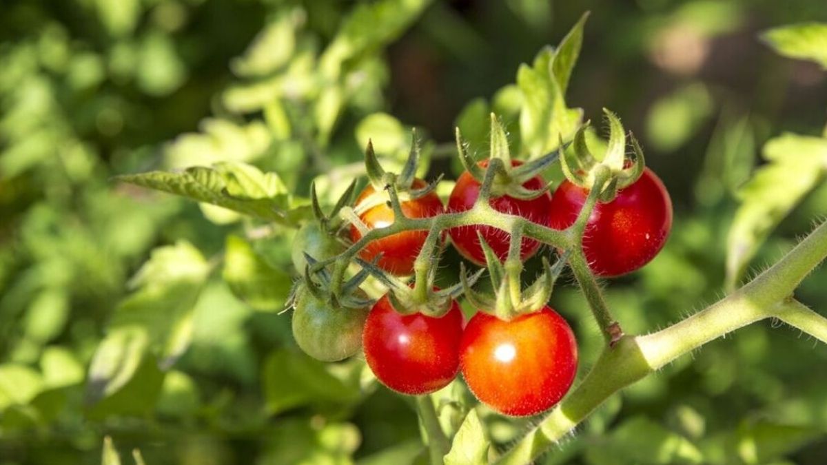 Quelle est la meilleure manière de faire la culture de la tomate ?