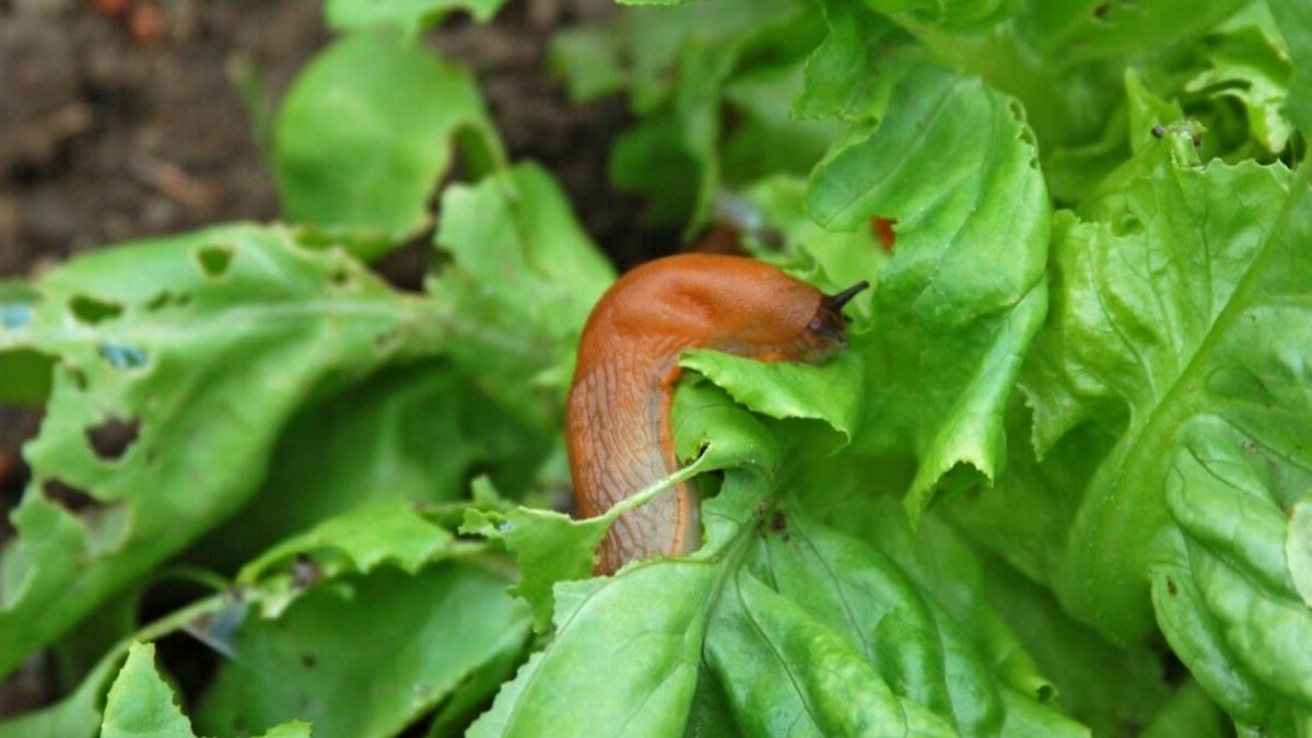 Comment empêcher les escargots et les limaces de s’attaquer aux plantes dans le jardin ?