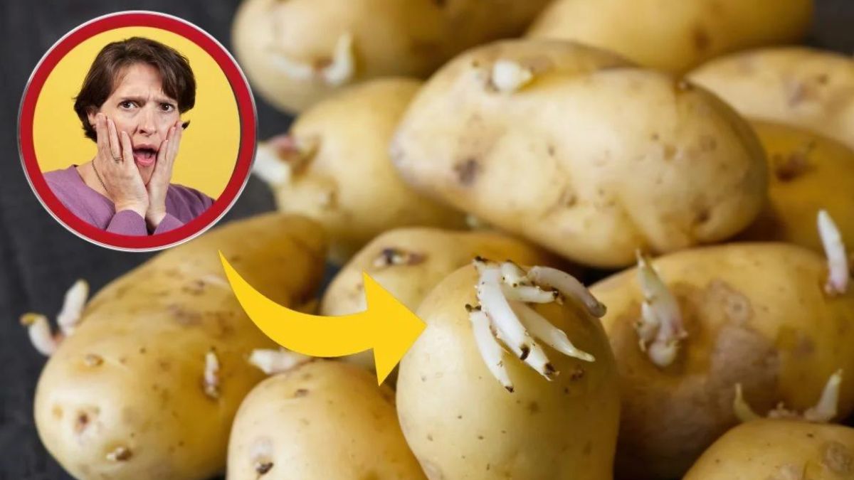 Comment empêcher vos pommes de terre de germer