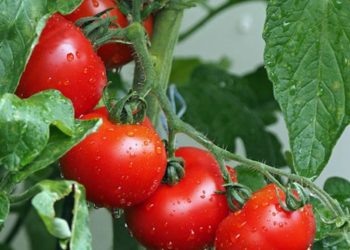 Comment faire pousser des tomates