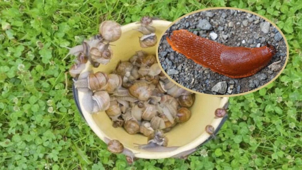 Comment lutter contre les limaces et les escargots au jardin