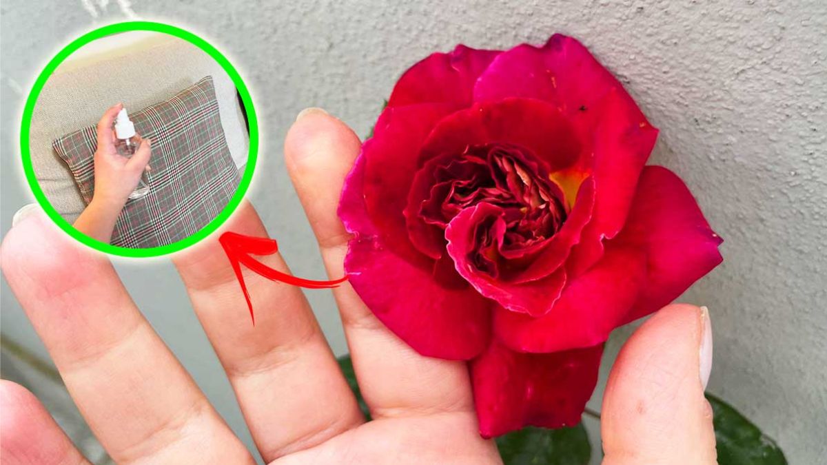 Comment parfumer votre intérieur avec de roses 