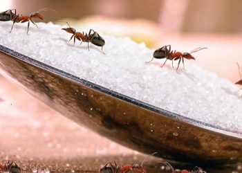 Comment protéger votre maison de l’invasion des fourmis à moindre coût ?