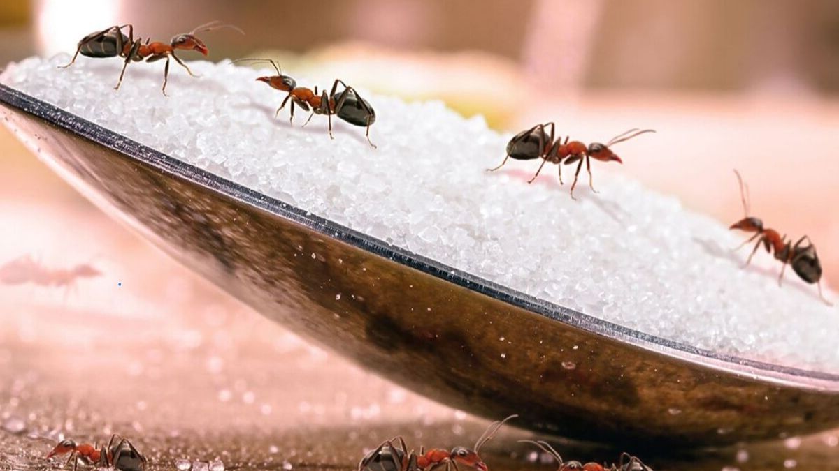 Comment protéger votre maison de l’invasion des fourmis à moindre coût ?