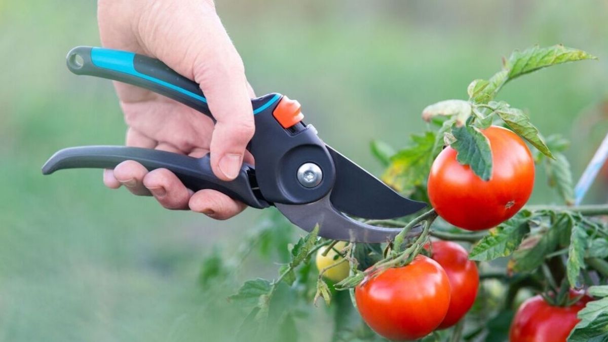 Comment réduire les risques d’infection et obtenir plus de tomates grâce à la taille ?