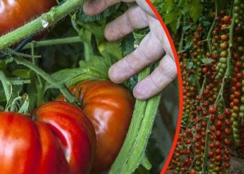 Conseils pour réussir la culture des tomates à coup sûr