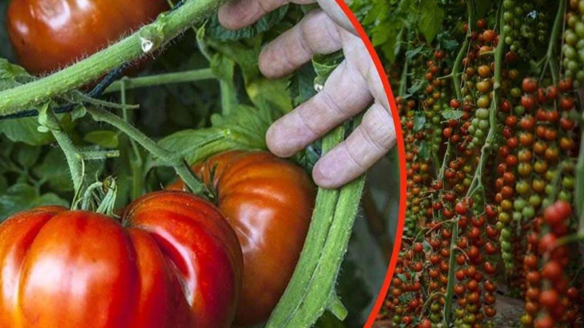 Conseils pour réussir la culture des tomates à coup sûr